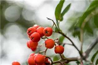  - Sorbus aucuparia