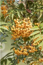  - Sorbus aucuparia 'Autumn Spire'®