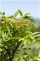  - Sorbus aucuparia 'Autumn Spire'®