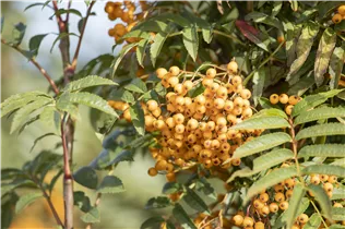  - Sorbus aucuparia 'Autumn Spire'®