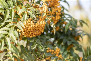  - Sorbus aucuparia 'Autumn Spire'®