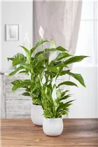 - Spathiphyllum floribundum  - Spathiphyllum floribundum