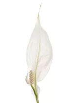 - Spathiphyllum floribundum  - Spathiphyllum floribundum