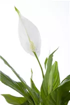- Spathiphyllum floribundum  - Spathiphyllum floribundum