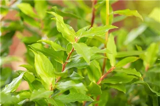  - Vaccinium corymbosum 'Lucky Berry'®