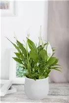 - Spathiphyllum floribundum  - Spathiphyllum floribundum
