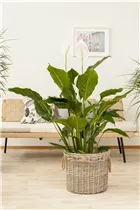- Spathiphyllum floribundum  - Spathiphyllum floribundum