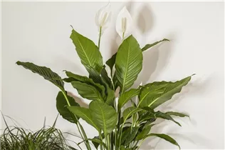 - Spathiphyllum floribundum  - Spathiphyllum floribundum