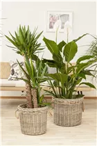 - Spathiphyllum floribundum  - Spathiphyllum floribundum