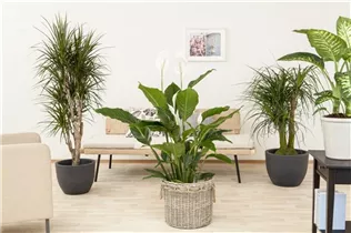 - Spathiphyllum floribundum  - Spathiphyllum floribundum