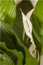 - Spathiphyllum floribundum  - Spathiphyllum floribundum
