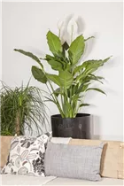 - Spathiphyllum floribundum  - Spathiphyllum floribundum