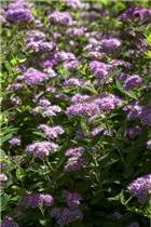 - Spiraea japonica  - Spiraea japonica