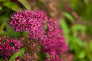 - Spiraea japonica  - Spiraea japonica