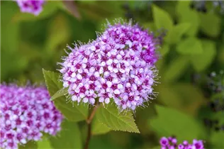 - Spiraea japonica  - Spiraea japonica