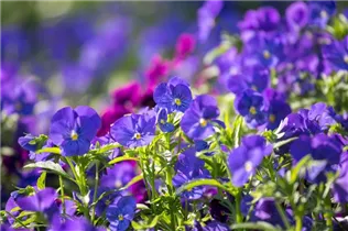  - Viola cornuta 'Andrea'