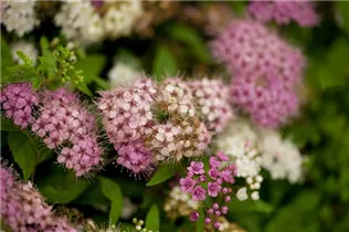 - Spiraea japonica  - Spiraea japonica