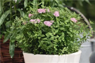 - Spiraea japonica  - Spiraea japonica