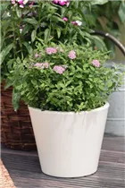 - Spiraea japonica  - Spiraea japonica