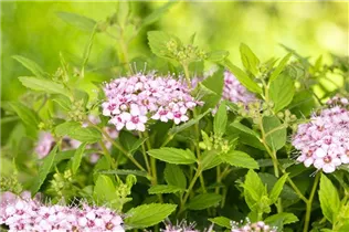 - Spiraea japonica  - Spiraea japonica