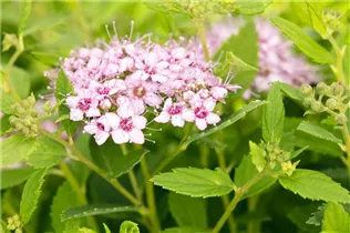 - Spiraea japonica  - Spiraea japonica