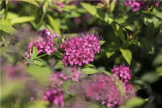  - Spiraea japonica 'Anthony Waterer'