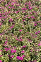  - Spiraea japonica 'Anthony Waterer'