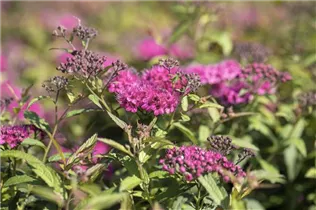  - Spiraea japonica 'Anthony Waterer'