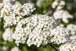  - Spiraea nipponica 'Snowmound'