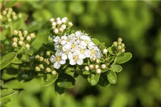  - Spiraea nipponica 'Snowmound'