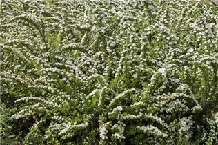  - Spiraea nipponica 'Snowmound'