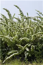  - Spiraea nipponica 'Snowmound'