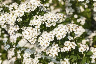  - Spiraea nipponica 'Snowmound'