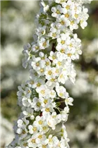 - Spiraea x cinerea 'Grefsheim'  - Spiraea x cinerea 'Grefsheim'