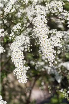  - Spiraea x cinerea