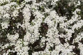 - Spiraea x cinerea