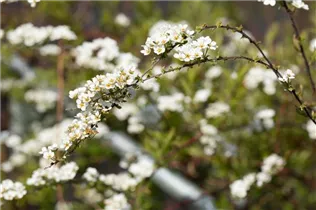 - Spiraea x cinerea 'Grefsheim'  - Spiraea x cinerea 'Grefsheim'