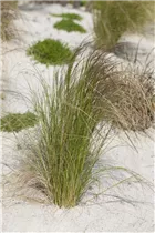  - Stipa tenuissima