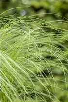  - Stipa tenuissima