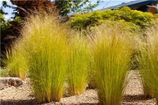 - Stipa tenuissima 'Ponytails'  - Stipa tenuissima 'Ponytails'