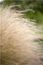 - Stipa tenuissima 'Ponytails'  - Stipa tenuissima 'Ponytails'