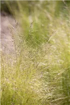 - Stipa tenuissima 'Ponytails'  - Stipa tenuissima 'Ponytails'
