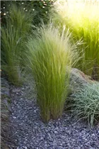  - Stipa tenuissima