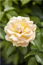 - Strauchrose  - Strauchrose