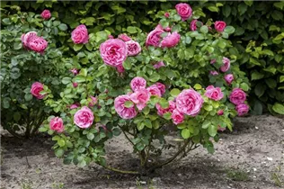 - Strauchrose  - Strauchrose