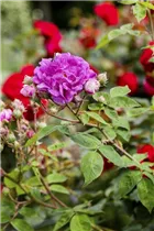 - Strauchrose  - Strauchrose