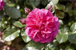 - Strauchrose  - Strauchrose