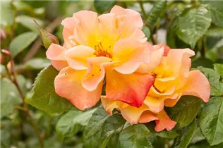 - Strauchrose  - Strauchrose