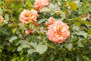 - Strauchrose  - Strauchrose