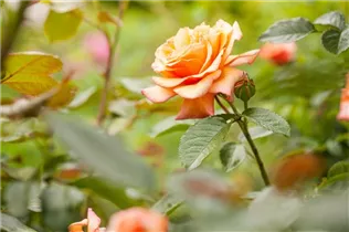 - Strauchrose  - Strauchrose